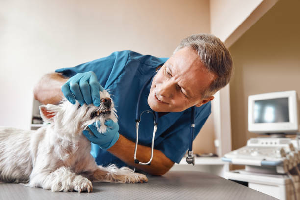 Best Emergency Broken Tooth Repair in Chico, TX